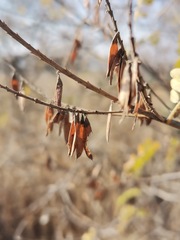 Eysenhardtia polystachya