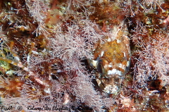 Lipophrys trigloides