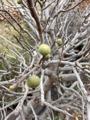 Ficus carica image