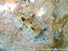 Rhyssoplax olivacea