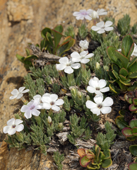 Phlox pulvinata