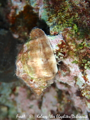 Stramonita haemastoma
