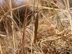 Brachycrotaphus tryxalicerus