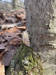 Akanthomyces