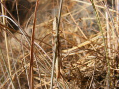 Brachycrotaphus tryxalicerus