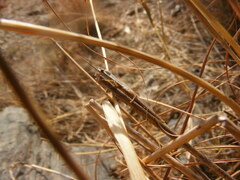 Brachycrotaphus tryxalicerus