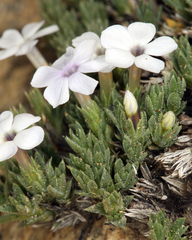 Phlox pulvinata