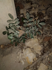 Dermatophyllum secundiflorum