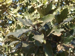 Quercus tuberculata