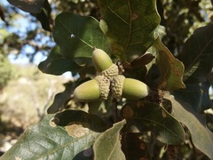 Quercus tuberculata