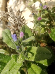 Echium parviflorum