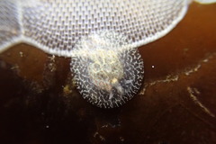 Corambe pacifica