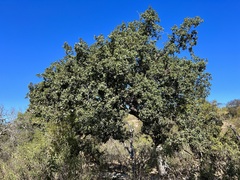 Quercus tuberculata