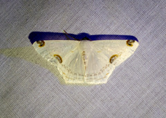 Sericoptera mahometaria