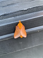 Anisota pellucida