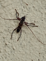 Cerambycoidea