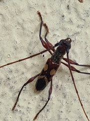 Cerambycoidea
