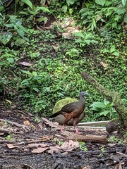 Chamaepetes goudotii