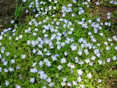 Veronica filiformis