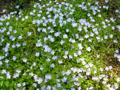 Veronica filiformis