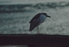 Nycticorax nycticorax