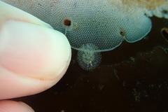Corambe pacifica