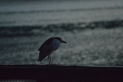 Nycticorax nycticorax