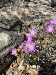 Lampranthus glomeratus