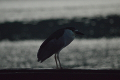 Nycticorax nycticorax