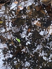 Lithobates catesbeianus
