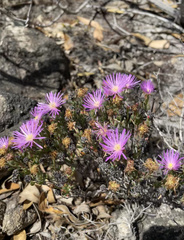 Lampranthus glomeratus