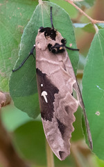 Lophostethus dumolinii