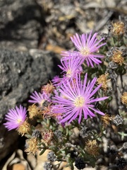 Lampranthus glomeratus
