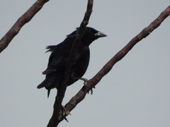 Molothrus rufoaxillaris