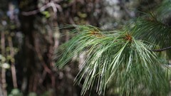 Pinus ayacahuite