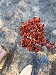 Crassula undulata