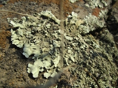 Xanthoparmelia cumberlandia