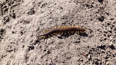 Scolopendra viridis
