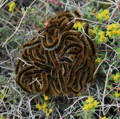 Malacosoma franconicum