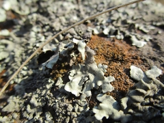 Xanthoparmelia cumberlandia