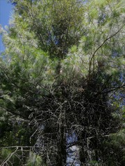 Pinus ayacahuite