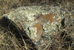 Xanthoparmelia cumberlandia