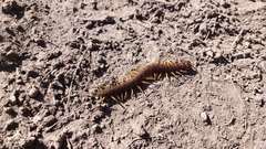 Scolopendra viridis
