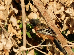 Icterus spurius