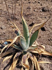 Agave salmiana