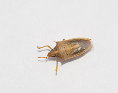 Oebalus