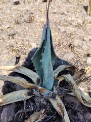 Agave salmiana