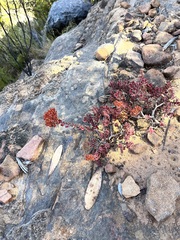 Crassula undulata