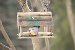 Sitta europaea caucasica