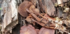 Mycena vinacea